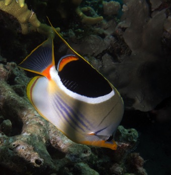 Saddle Butterfly fish